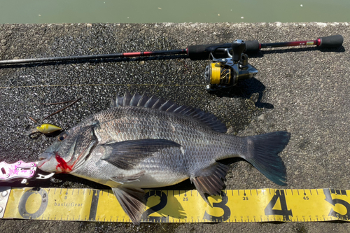 チヌの釣果