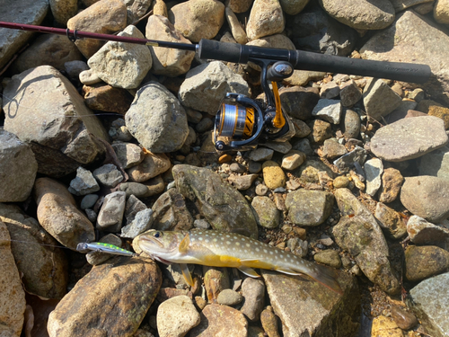 イワナの釣果