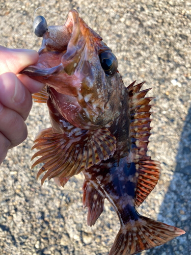 カサゴの釣果