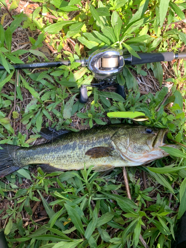 ブラックバスの釣果