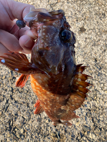 カサゴの釣果