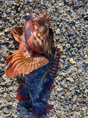 カサゴの釣果