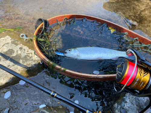 ニジマスの釣果