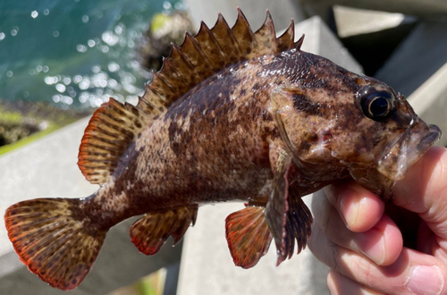 ムラソイの釣果