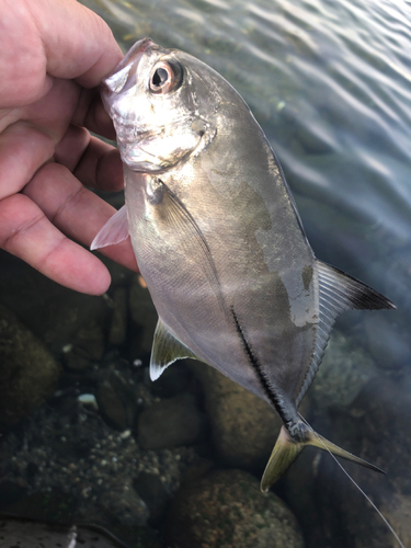 ギンガメアジの釣果