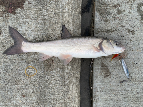 ウグイの釣果