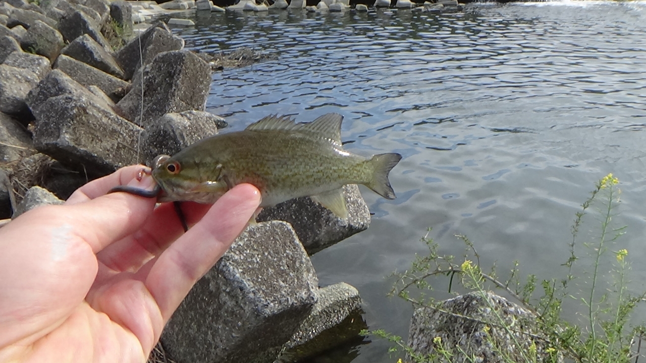 スモールマウスバス