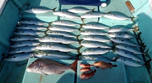 ハマチの釣果