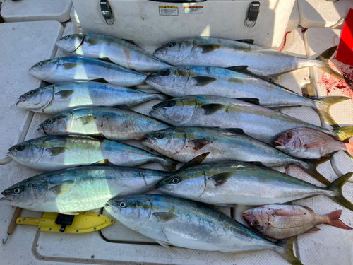 ヒラマサの釣果