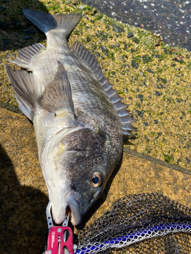 チヌの釣果