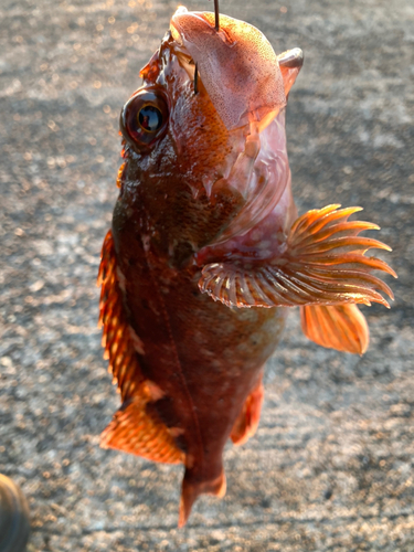 カサゴの釣果