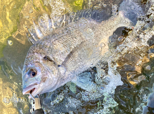 キビレの釣果