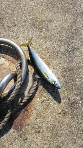 サバの釣果