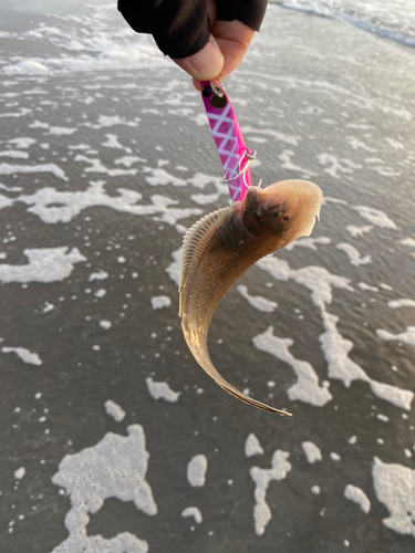 シタビラメの釣果