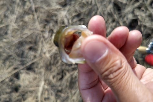 ラージマウスバスの釣果