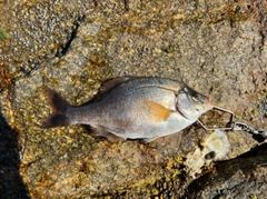 ウミタナゴの釣果