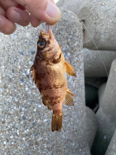 アカメバルの釣果