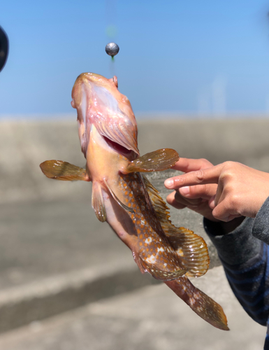 キジハタの釣果