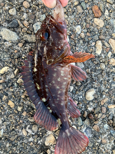 カサゴの釣果