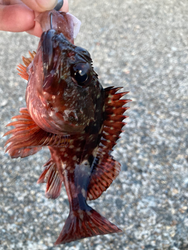 カサゴの釣果