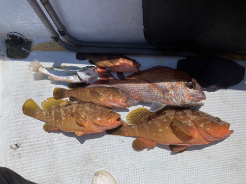 マダイの釣果