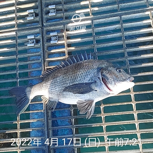 チヌの釣果