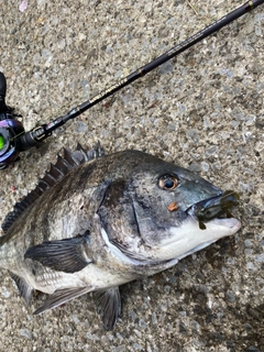 チヌの釣果