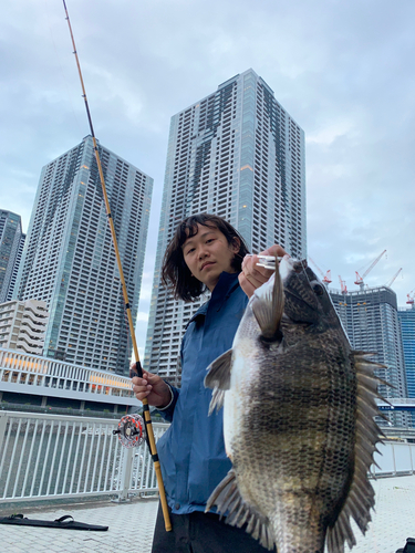 チヌの釣果