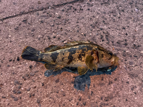 タケノコメバルの釣果