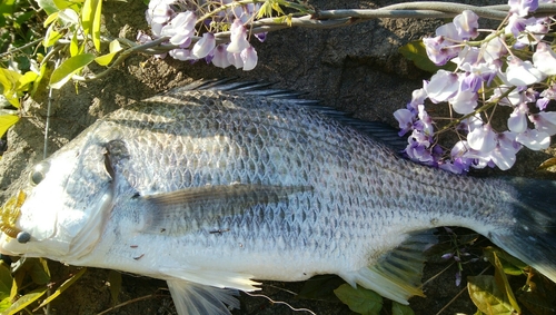 キビレの釣果