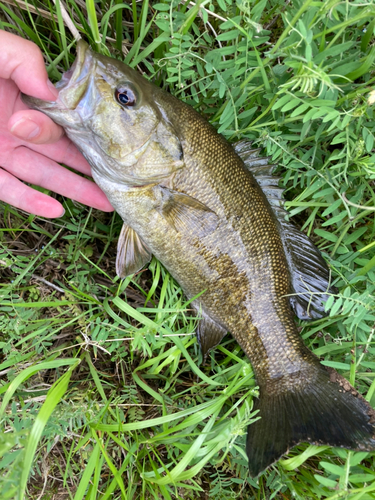 スモールマウスバスの釣果