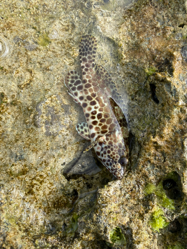 イシミーバイの釣果