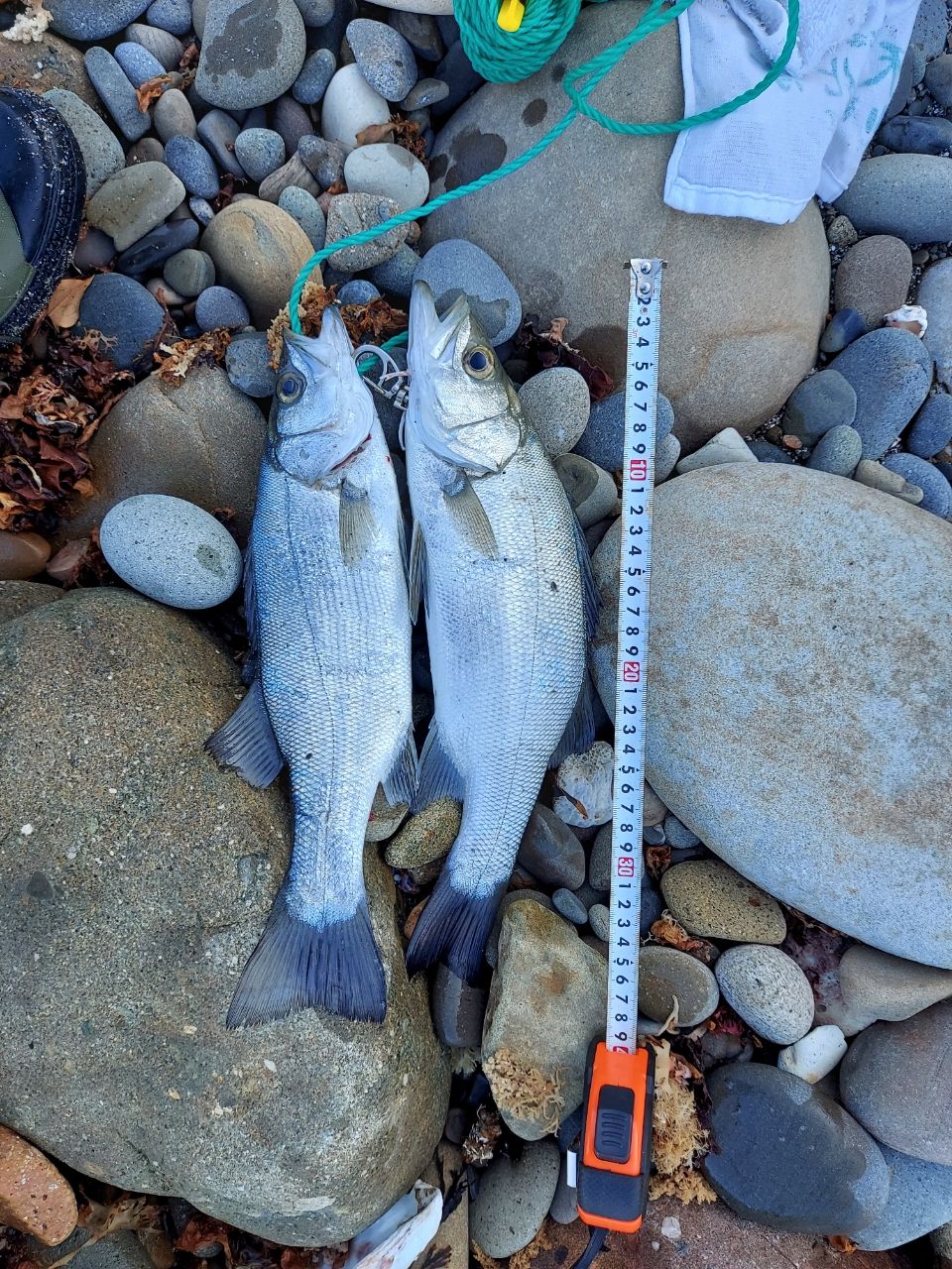 セイゴ（ヒラスズキ）