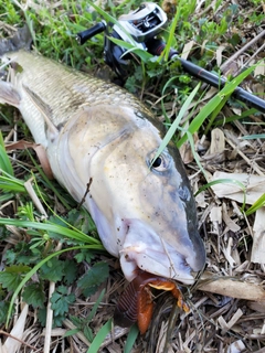 ニゴイの釣果