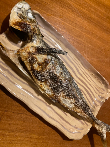 マアジの釣果