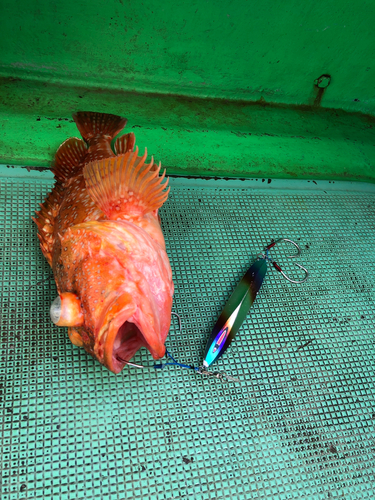 ウッカリカサゴの釣果