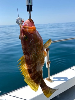 アコウの釣果