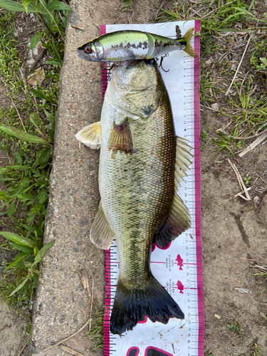 ブラックバスの釣果