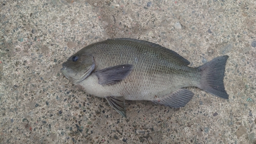 メジナの釣果