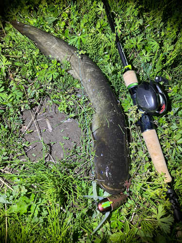 ナマズの釣果