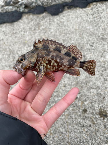 カサゴの釣果