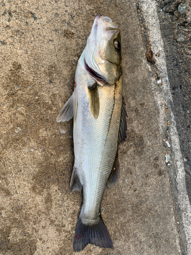 セイゴ（マルスズキ）の釣果