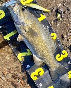 スモールマウスバスの釣果