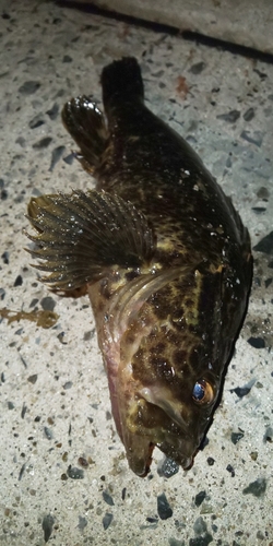 ベッコウゾイの釣果