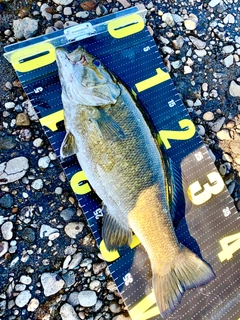 スモールマウスバスの釣果