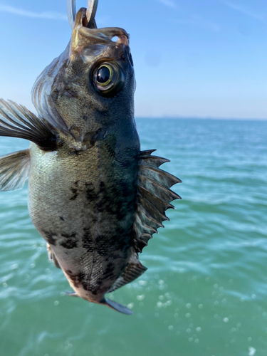 クロメバルの釣果