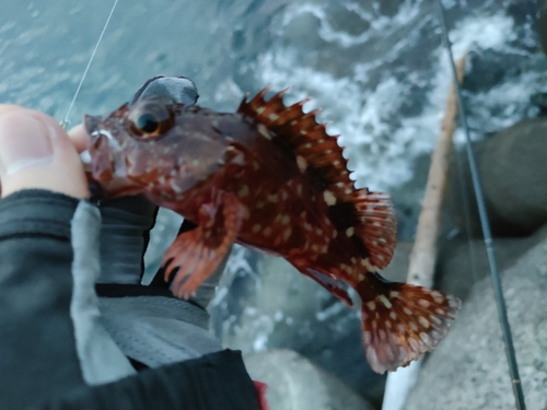 カサゴの釣果