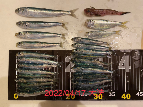 マイワシの釣果