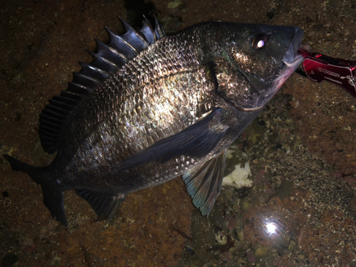 クロダイの釣果