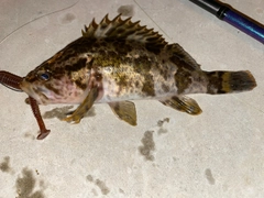 タケノコメバルの釣果